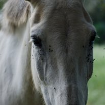 _DSC0934