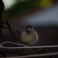 _DSC1089