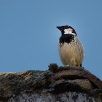 _DSC1522